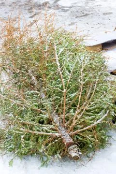 Christmas tree on the trash Stock Photos