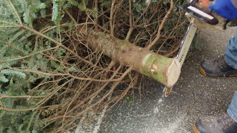 Christmas Tree Trunk Being Cut By Chainsaw Stock-Footage 347565501