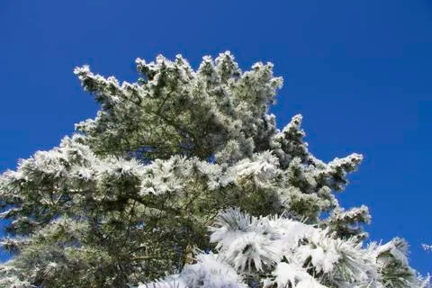 Christmas tree under the snow on the branch Stock Photos