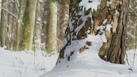 Christmas tree under the snow Video stock 86424607