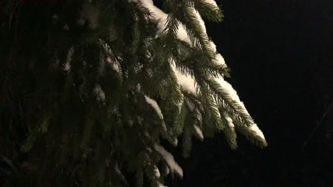 Christmas tree under the snow Stock Footage 169659191