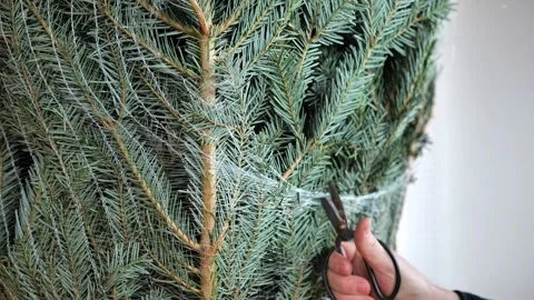 Christmas tree unpacking process . Cutting the mesh on the Christmas tree Stock Footage 253423763