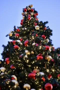 Christmas tree view Stock Photos