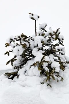 Christmas tree on a white background Stock Photos