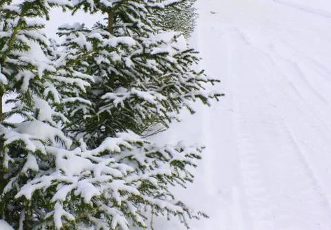 Christmas tree on a white background snow. Christmas background. beautiful Stock Photos