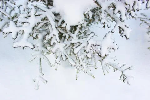 Christmas tree on a white background snow. Christmas background. beautiful Stock Photos