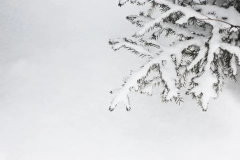 Christmas tree on a white background snow. Christmas background. beautiful 스톡 사진