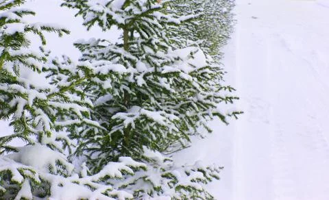 Christmas tree on a white background snow. Christmas background. beautiful Stock Photos
