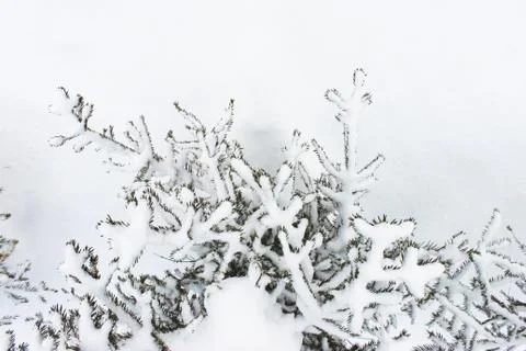 Christmas tree on a white background snow. Christmas background. beautiful Stock Photos
