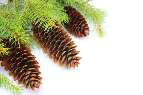 Christmas tree on a white background, tree and cones, toys, balls Stock Photos