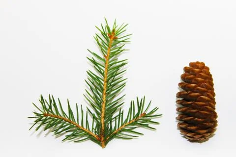 Christmas tree on a white background, tree and cones, toys, balls Stock Photos