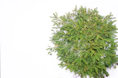 Christmas tree on a white background, tree and cones . Christmas background Stock Photos