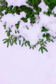 Christmas tree on a white background, tree and cones . Christmas background Stock Photos
