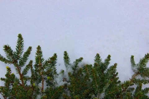 Christmas tree on a white background, tree and cones . Christmas background Stock Photos