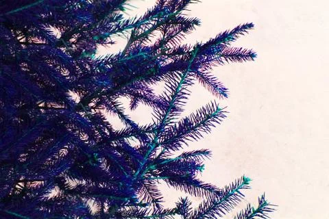 Christmas tree on a white background, tree and cones . Christmas background Stock Photos