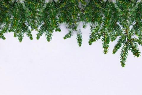 Christmas tree on a white background, tree and cones . Christmas background Stock Photos