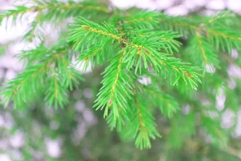 Christmas tree on a white background, tree and cones . Christmas background Stock Photos
