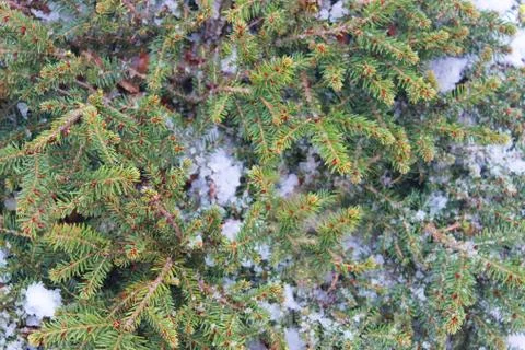 Christmas tree on a white background, tree and cones . Christmas background Stock Photos