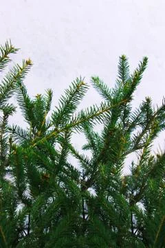 Christmas tree on a white background, tree and cones . Christmas background Stock Photos
