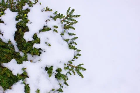 Christmas tree on a white background, tree and cones . Christmas background Stock Photos
