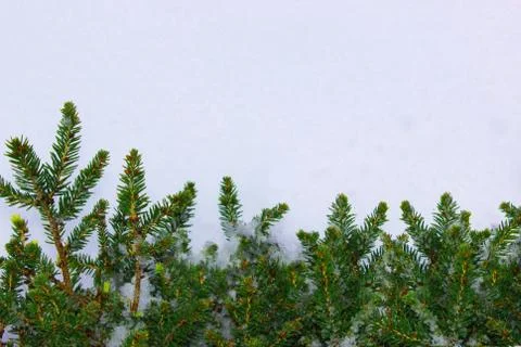 Christmas tree on a white background, tree and cones . Christmas background Stock Photos
