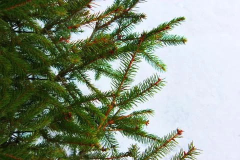 Christmas tree on a white background, tree and cones . Christmas background Stock Photos