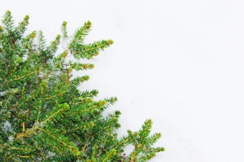 Christmas tree on a white background, tree and cones . Christmas background Stock Photos