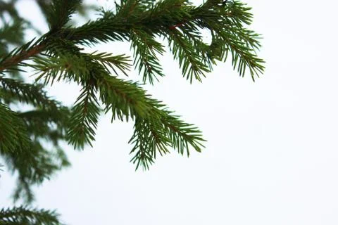 Christmas tree on a white background, tree and cones . Christmas background Stock Photos