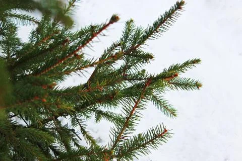 Christmas tree on a white background, tree and cones . Christmas background Stock Photos