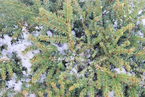 Christmas tree on a white background, tree and cones . Christmas background Stock Photos