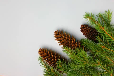 Christmas tree on a white background, tree and cones, toys, balls Stock Photos