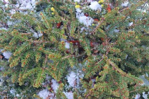 Christmas tree on a white background, tree and cones . Christmas background Stock Photos