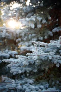 Christmas tree with white needles in the open air. Preparing to decorate ever Stock Photos