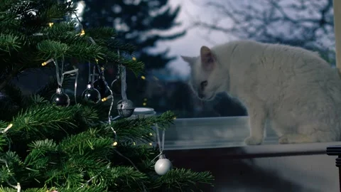 Christmas tree with white pet cat looking out of window Stock Footage 259692589