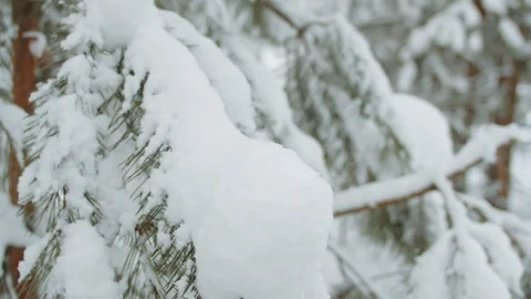Christmas tree in winter forest Stock Footage 117595865