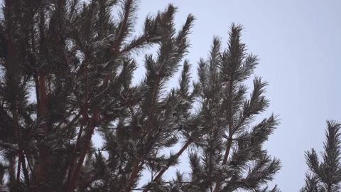 Christmas tree in the winter forest, snow-covered Christmas tree Stock Footage 260223594