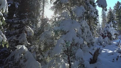 Christmas tree in winter mountains Stock Footage 104931768