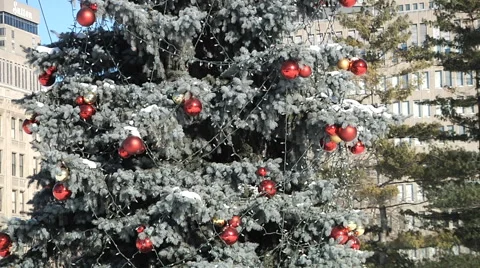 Christmas tree in the Winter Park 스톡 동영상 55811014