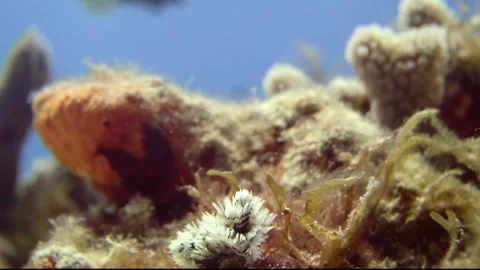 A christmas tree worm closes and opens Stock Footage 319400099