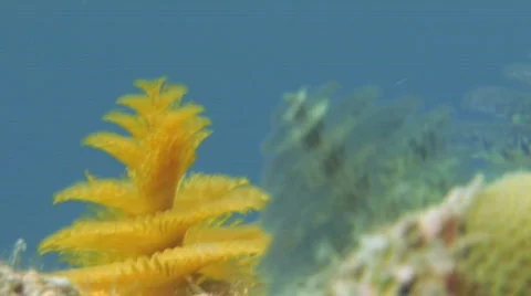 Christmas Tree Worm Stock Footage 157303