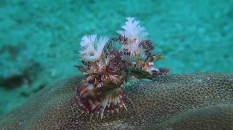 Christmas Tree Worm Stock Footage 51583484