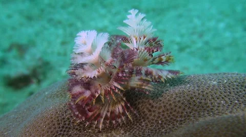 Christmas Tree Worm Stock Footage 51931192