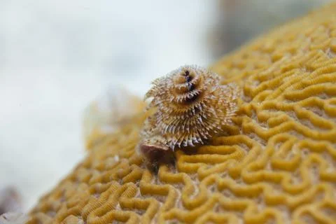 Christmas Tree Worm 스톡 사진