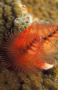 Christmas Tree Worm Stock-Fotos