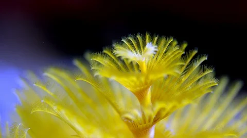 Christmas Tree worm  on the reef 動画素材 98916555