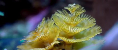 Christmas Tree worm  on the reef Stock Footage 99187928