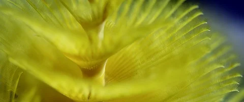 Christmas Tree worm  on the reef Stock Footage 99199398