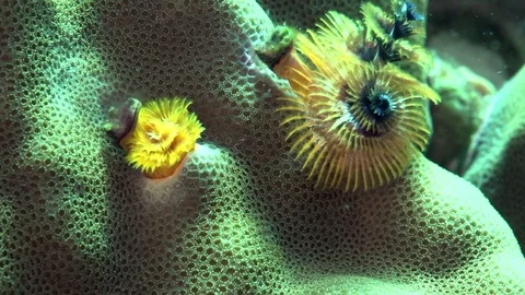 Christmas tree worm (Spirobranchus sp1) in coral on Apo Video stock 89596072