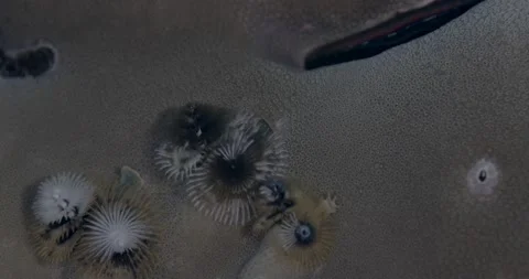 Christmas tree worm (Spirobranchus sp1) in coral n Indian Ocean. Stock Footage 146510500