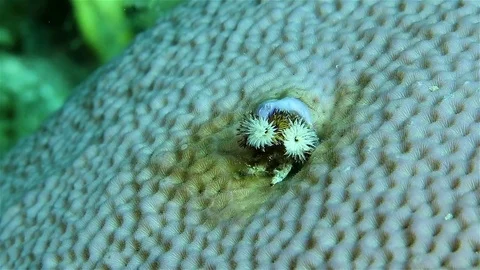 A Christmas tree worms appears from its shelter on the coral Stock Footage 76934123